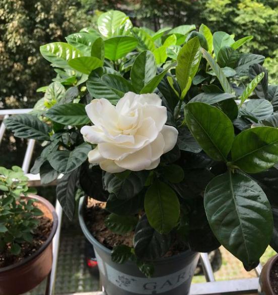 盆栽栀子花怎么养