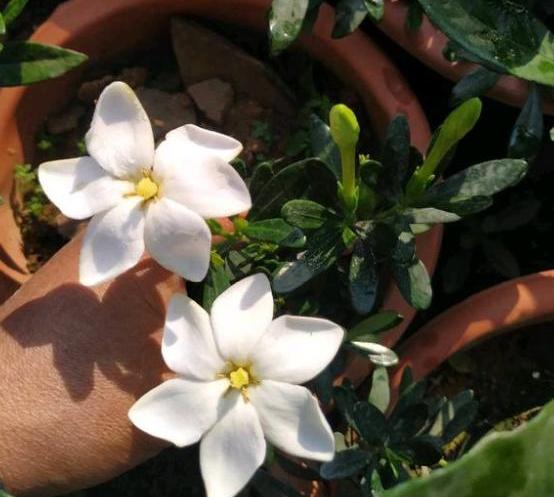 盆栽栀子花怎么养