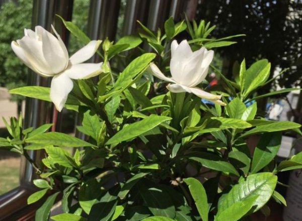 盆栽栀子花怎么养
