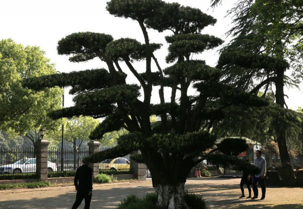 罗汉松盆栽夏天怎么养护