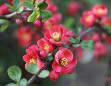 盆栽海棠花怎么修剪 海棠花修剪时间及方法