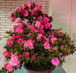 适合室内养的盆景有哪些 室内植物盆景五大排名