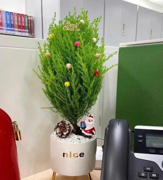 适合室内养的盆景有哪些