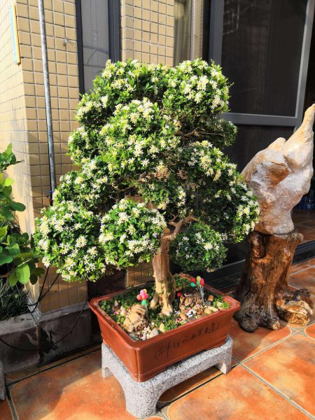 适合室内养的盆景有哪些