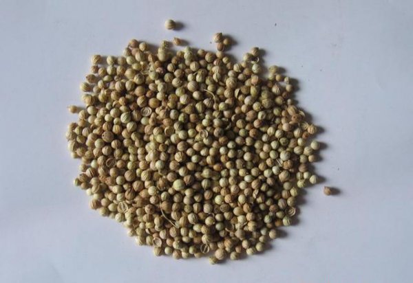 种香菜有什么技巧