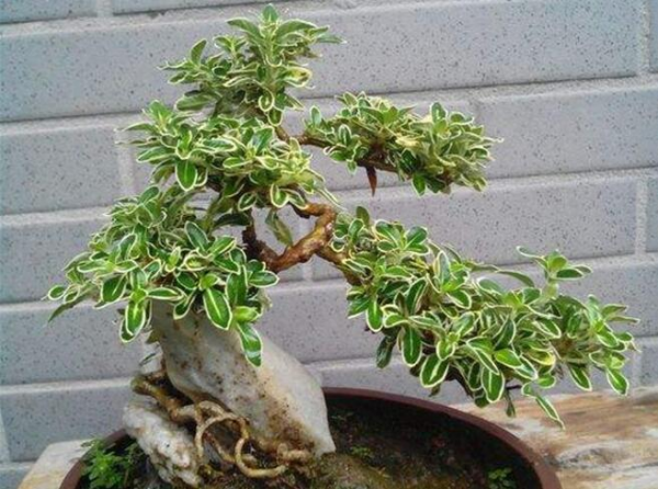 六月雪盆景怎么养