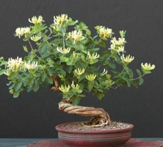 金银花盆景怎么养 金银花盆景养护小窍门
