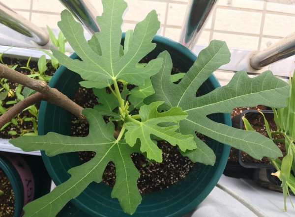 盆栽无花果树怎么养