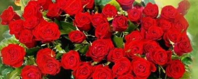 玫瑰花盆栽如何养殖 玫瑰花盆栽养护知识