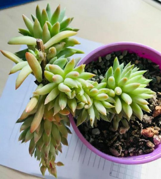 千佛手怎么养成老桩