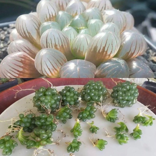 姬玉露怎么扦插