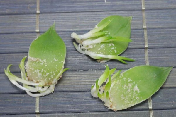 姬玉露怎么扦插