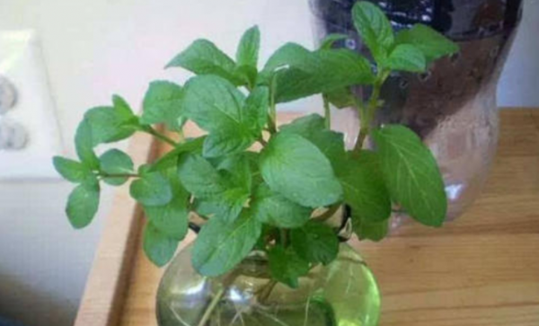 适合水培的植物有哪些