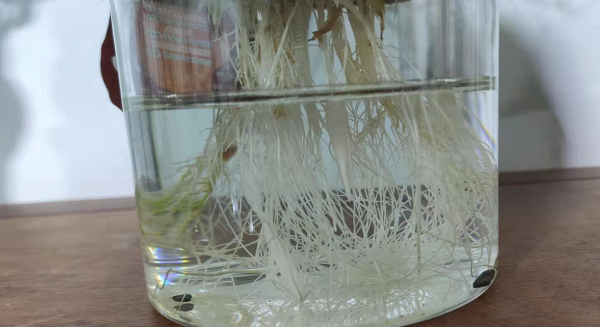 适合水培的植物有哪些
