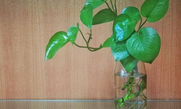 适合水培的植物有哪些