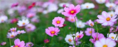 波斯菊盆栽怎么种 波斯菊种植方法和时间