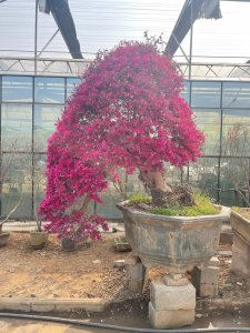 红花继木盆景怎么养 红花继木的养殖技巧