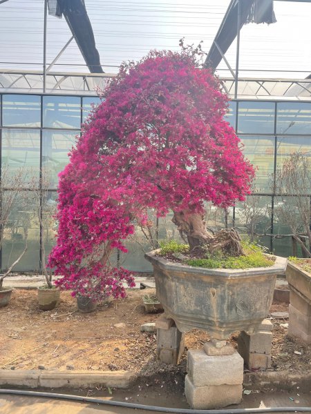 红花继木盆景怎么养