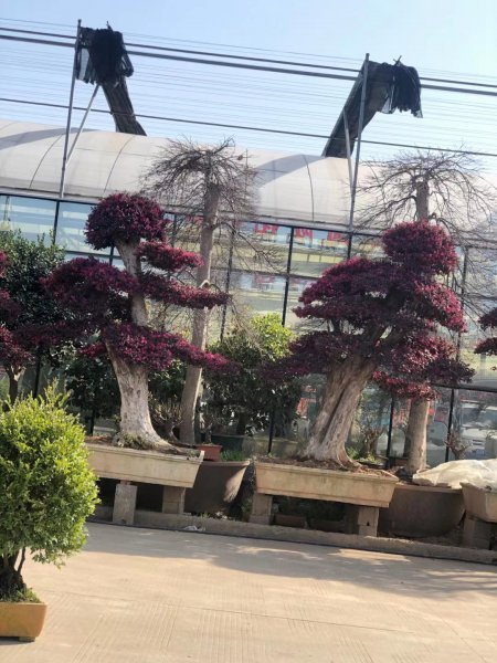 红花继木盆景怎么养