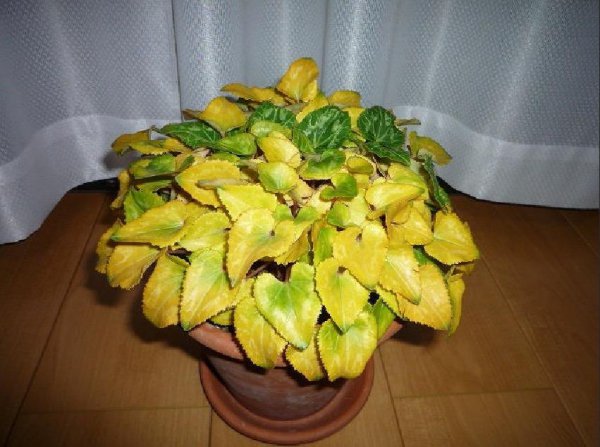 盆栽叶子发黄怎么解决