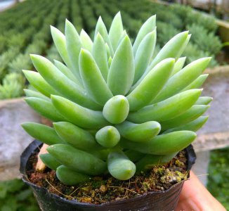 如何正确养多肉植物 新手养多肉的技巧