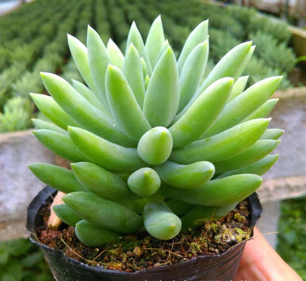 如何正确养多肉植物
