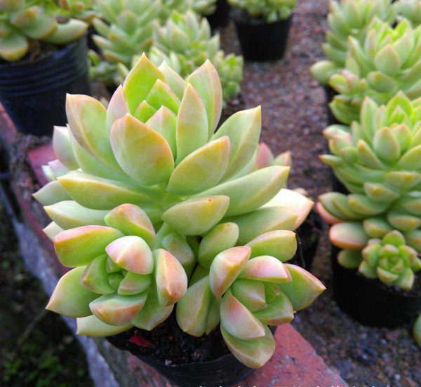 如何正确养多肉植物