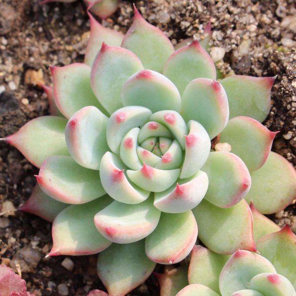 如何正确养多肉植物
