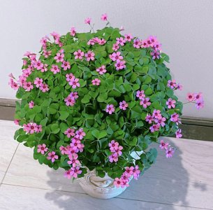 四季都开花的盆栽花卉有哪些 365天开花不断的花卉大全