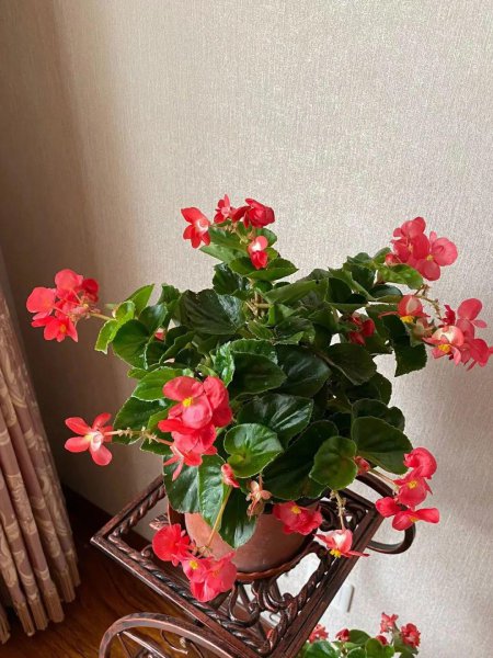 四季都开花的盆栽花卉有哪些