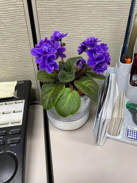 四季都开花的盆栽花卉有哪些