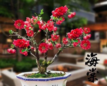 四季海棠花怎么养家庭养法 盆栽海棠花的养殖方法