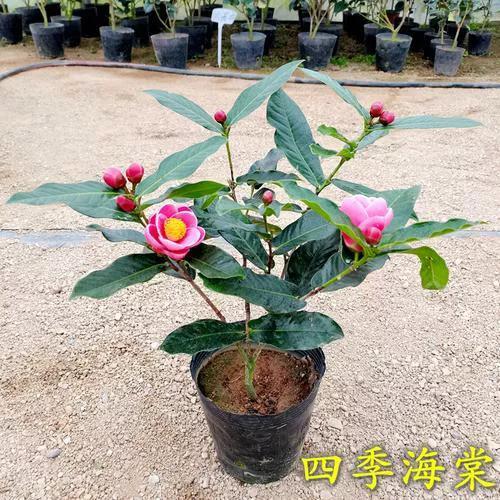 四季海棠花怎么养家庭养法