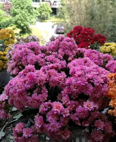 长寿花冬天怎么养