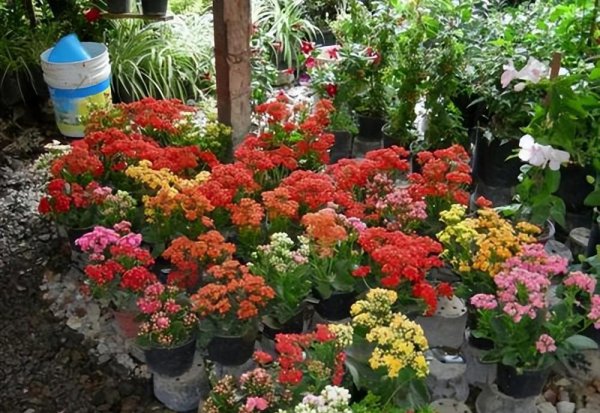 长寿花冬天怎么养