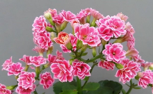 长寿花冬天怎么养