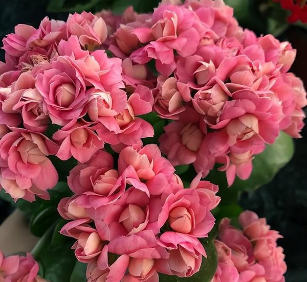 长寿花冬天怎么养