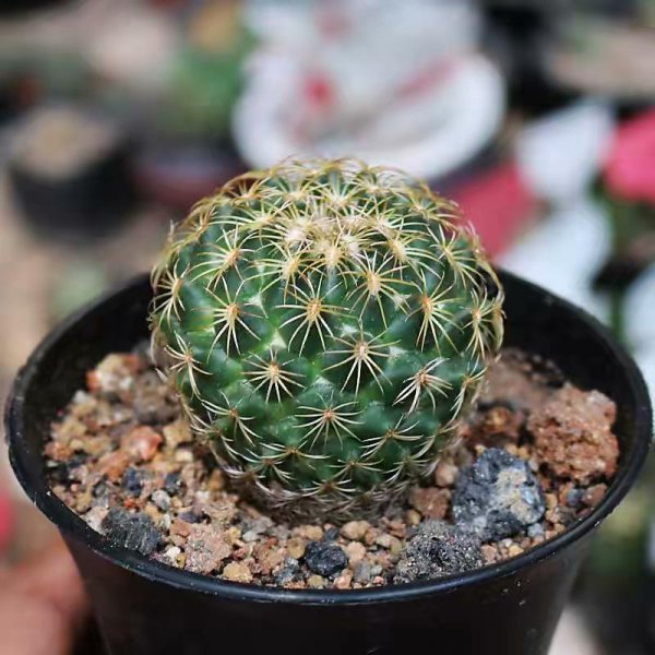 好养的室内盆栽植物有哪些