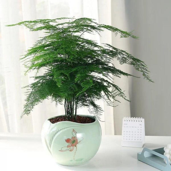 好养的室内盆栽植物有哪些