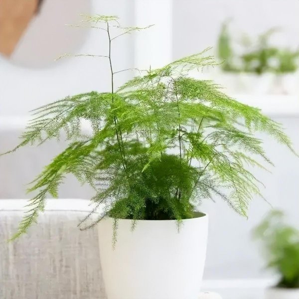 好养的室内盆栽植物有哪些