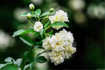 木香花的寓意是什么 浅谈木香花语与象征