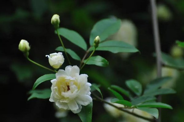 木香花的寓意是什么