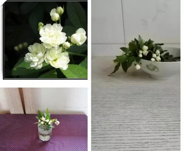 木香花的寓意是什么