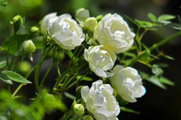 木香花的寓意是什么