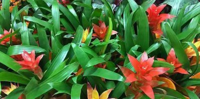 凤梨花怎样繁殖 盆栽凤梨花的养殖方法