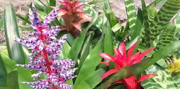 凤梨花怎样繁殖