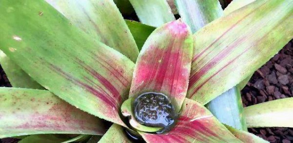 凤梨花怎样繁殖