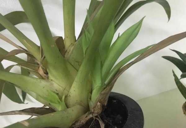 凤梨花怎样繁殖