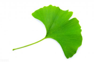 银杏叶的花语及寓意 了解银杏花的象征意义