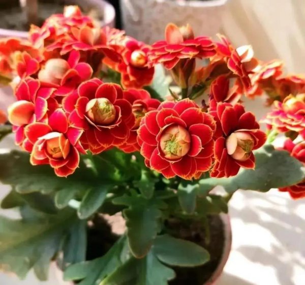 10月份开的花有哪些